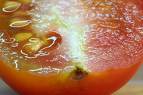 20060904105813-tomate.jpg