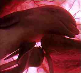 20061229172335-delfin.jpg
