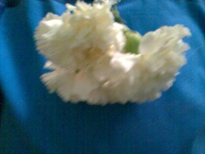 20070511123803-imagen033.jpg