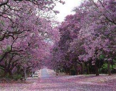 20070914020559-jacaranda-mimosaefolia.jpg