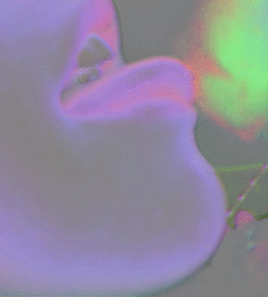 20080605101112-taste-of-colour-by-burberrigurl.jpg