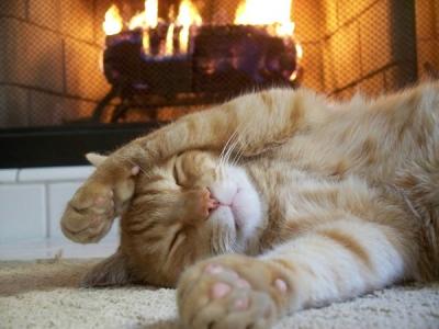 20081127095525-fireplace-cat-by-kuramathespiritfox.jpg