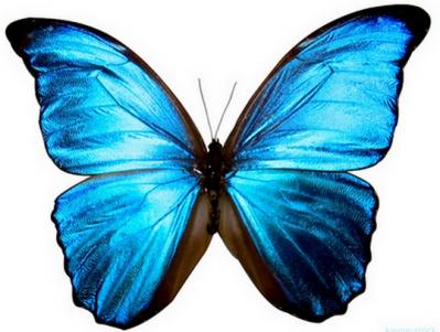 20090103111058-blue-butterfly.jpg