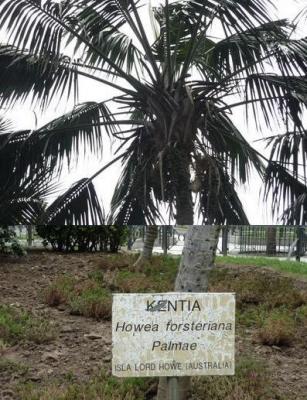 20090303095227-kentia02.jpg