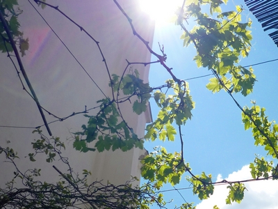 20090430130344-1.jpg